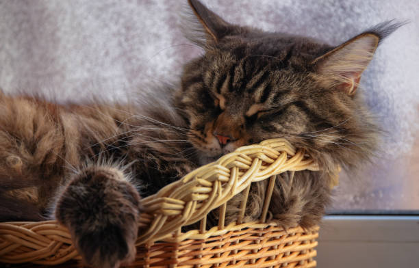 istock Maine Coon marble color sleeps in a basket 2199592802