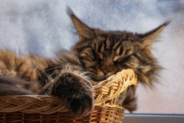 Maine Coon marble color sleeps in a basket