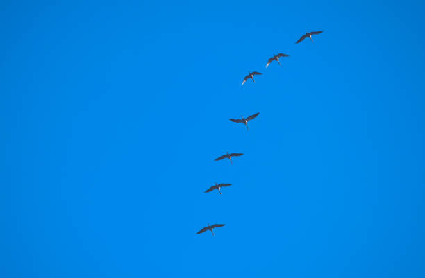 Key of cranes in the blue sky