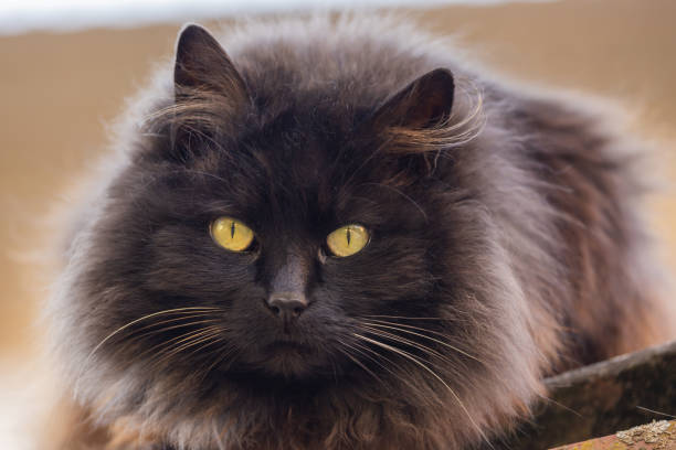 istock Portrait of a fluffy domestic cat 2199593018