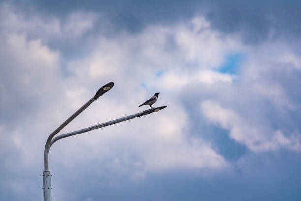 istock City raven sitting on a pole 2199593313