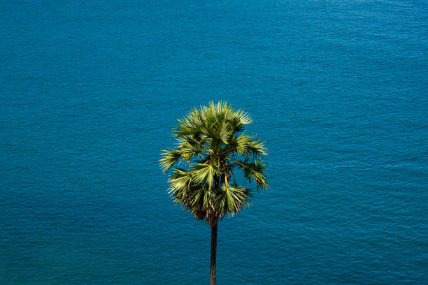 Tropical sea summer ocean nature background