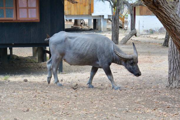 istock Buffalo in Komodo natural reserve 2199594020