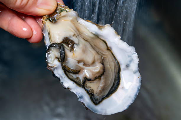 istock washing raw oyster with flowing water 2199594945