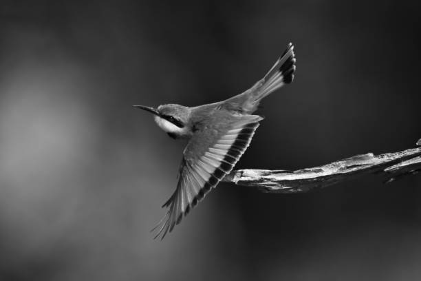 istock Mono little bee-eater takes off from bough 2199596150