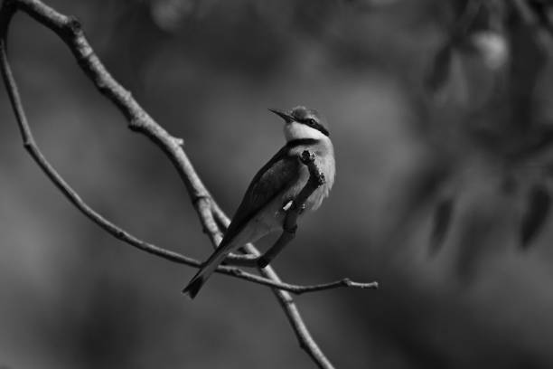istock Mono little bee-eater turns head on twig 2199596179