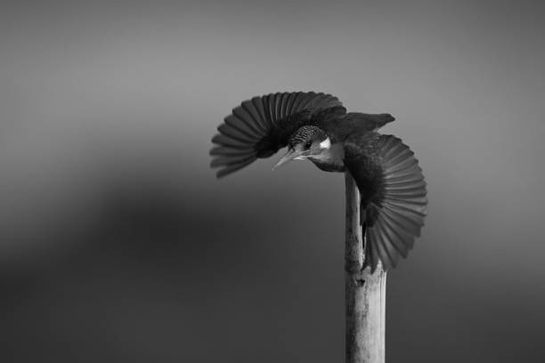 Mono malachite kingfisher fans wings taking off