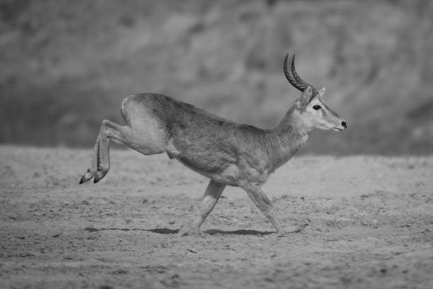 istock Mono puku with catchlight races over sand 2199596447