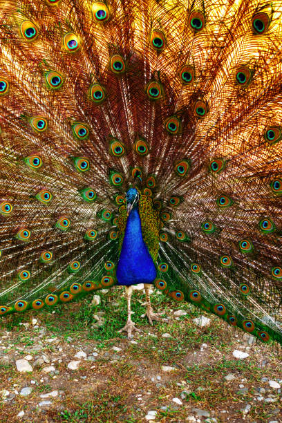 istock Vibrant peacock displays plumage in lush green setting during bright daylight 2199597592