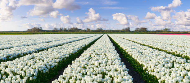 light yellow tulip flowers growing to blue sky