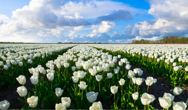 White Tulip Field in the Netherlands under a Fluffy Clouded Sky
