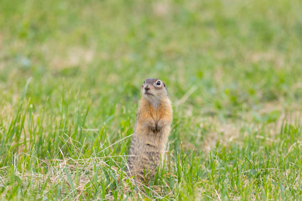 istock Gopher stands in the grass on a summer day 2199599055