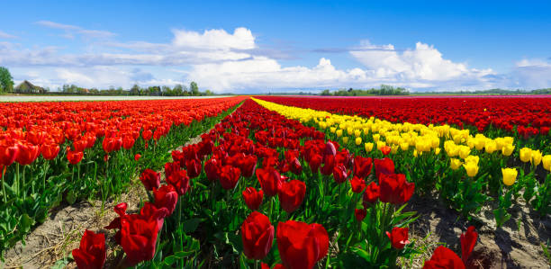 istock Red Yellow Tulip Fields in the Netherlands under a Fluffy Clouded Sky 2199599294