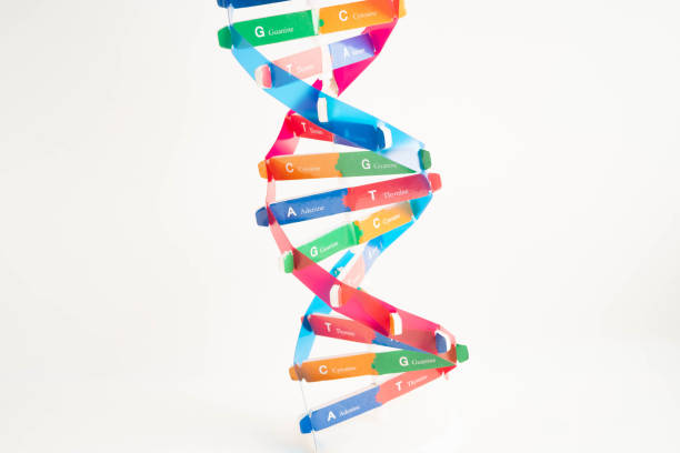 istock DNA molecule spiral structure model isolated on white background, chromosome and gene chemical science biology. 2199603129