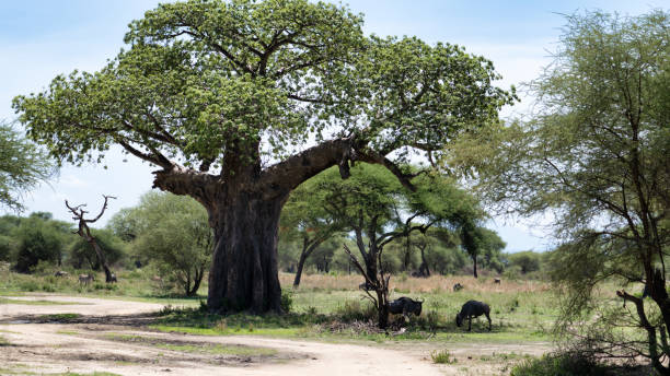 istock A Serene African Landscape Featuring a Majestic Baobab Tree Standing Proudly Amidst Natures Beauty Tarangire National Park Tanzania Africa 2199604650