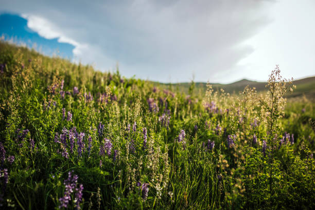 Summer is Coming and Flowers are Blooming, Landscape