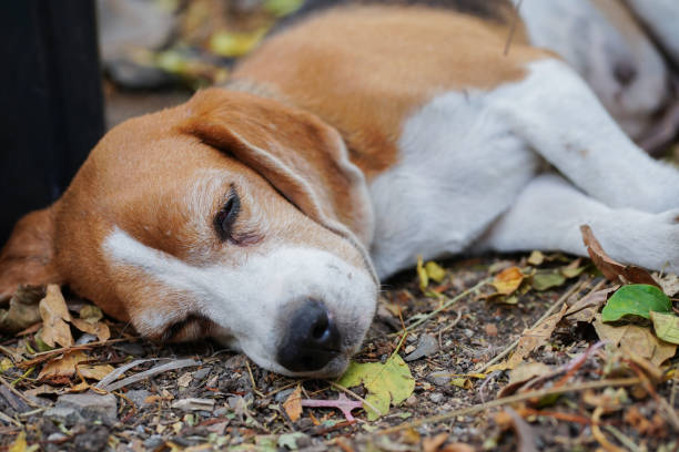 istock Sleepy Beagle Resting Among Fallen Autumn Leaves Outdoors 2199606565