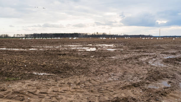 istock Flock of white swans in the field beyond in spring 2199606707