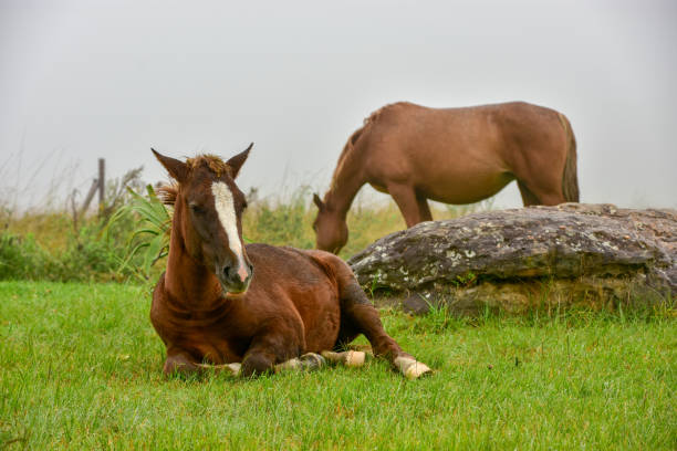 istock Horses (equus) in the field - South Africa 2199606832