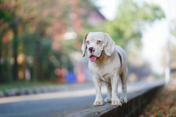 Adorable White Beagle Dog Standing on a Sidewalk with Green Natural Background