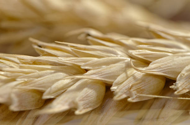 Dry whole ears of wheat or rye, close up shot, abstract agriculture background