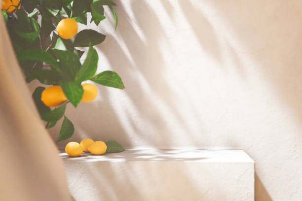 Lemon tree in front of white rustic wall with sunlight shade. Summer background scene with concrete countertop in shade for product display.