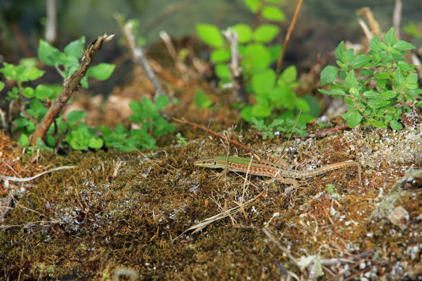 istock Lizard in Krka National Park, Croatia 2199610316