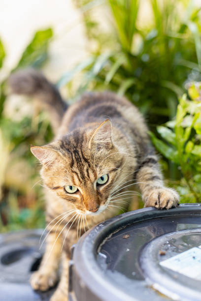 Beautiful cat exploring a traditional Brazilian house