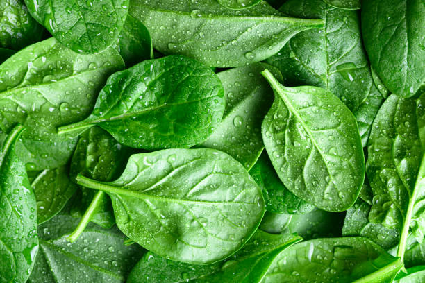 istock Close-up of fresh spinach leaves with water drops 2199619104
