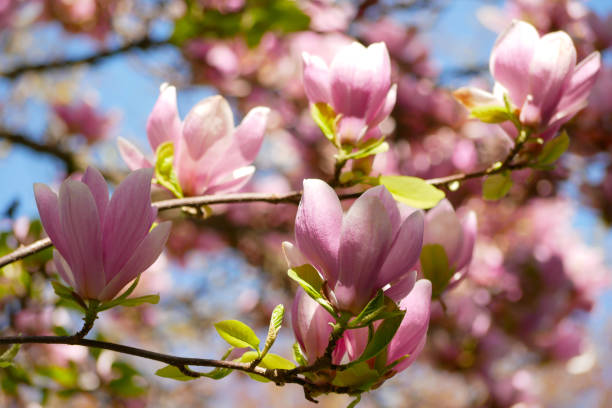 istock Pink magnolia blossom in Vienna. Spring concept 2199619987