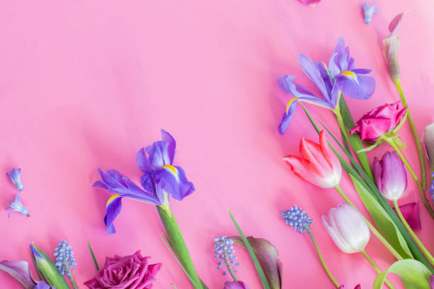 istock beautiful spring flowers on pink paper background 2199620460