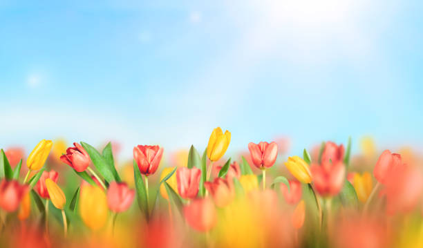 istock field of red and yellow tulips 2199620853