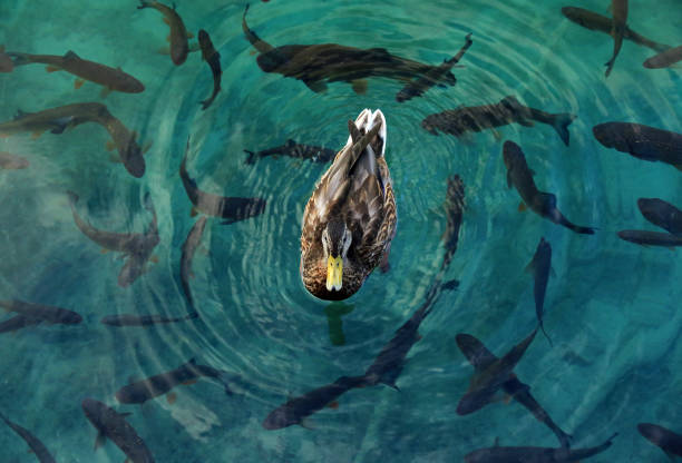 Mallard, wild duck and European chub in the crystal clear water, Plitvice Lakes National Park, Croatia