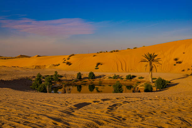 istock Oasis in the morning desert 2199625630
