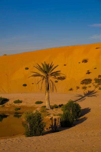 istock Palm tree near lake in the desert 2199625709