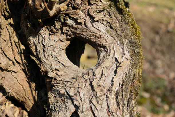 A hole has grown into a willow tree on the Kreuzbach