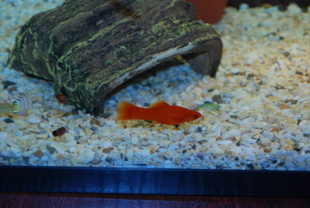 istock Vibrant aquarium life with orange fish and rustic log decoration. Green Swordtail, Xiphophorus hellerii 2199626928