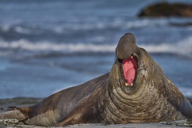 istock Male Southern Elephant Seal 2199630550