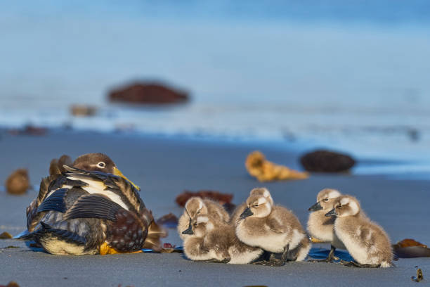 istock Falkland Steamer Duck with brood 2199630737