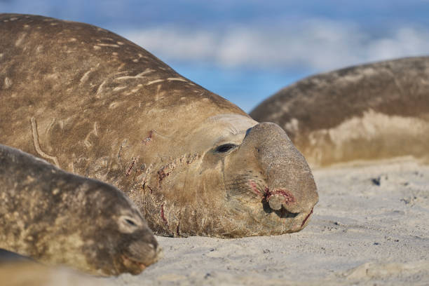 istock Male Southern Elephant Seal 2199630867