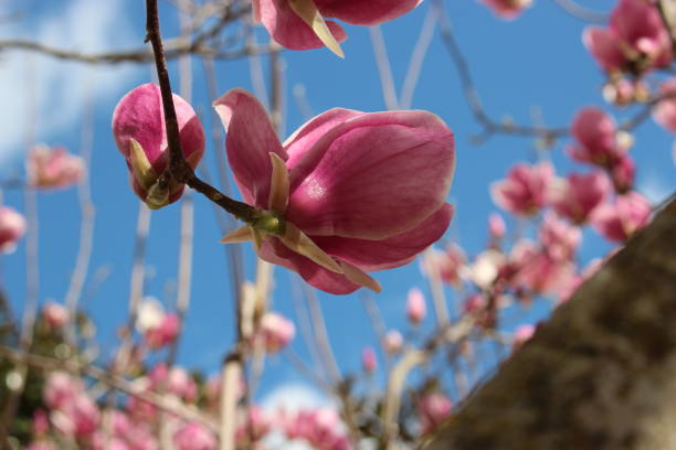 istock Pink Magnolia Blossoms Against Blue Sky 2199631469