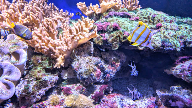 istock Colorful coral reef teeming with diverse tropical fish species in a vibrant underwater ecosystem 2199633255