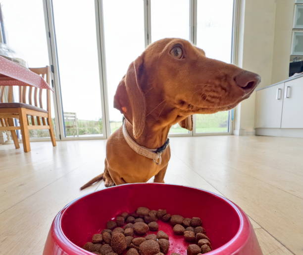 Dachshund dog with feeding bowl of Kibble dog food in house