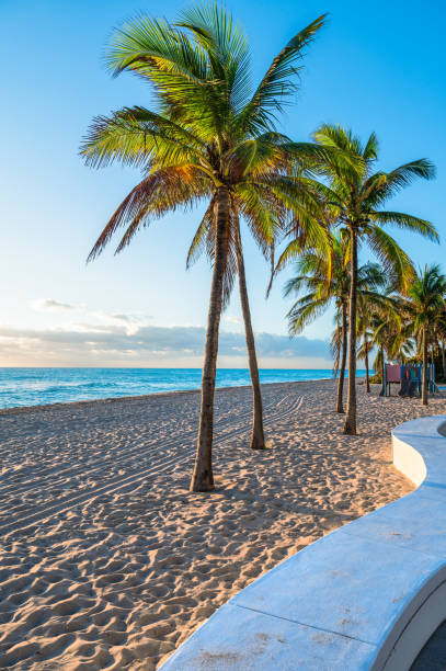 istock Palm Trees on Fort Lauderdale Beach, Florida. 2199635027