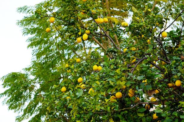 istock lemon tree with lemons ripening in the sun on its branches 2199635727