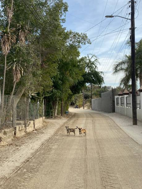 istock Dogs on Rural Road in Mexico 2199635979