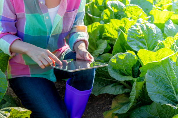 istock Young woman farmer working in her cabbage farm on tablet 2199640107