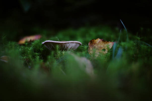 Close up shot of a single mushroom growing on the ground in dense Canadian forest. Taken in Quebec, Canada, during the day.