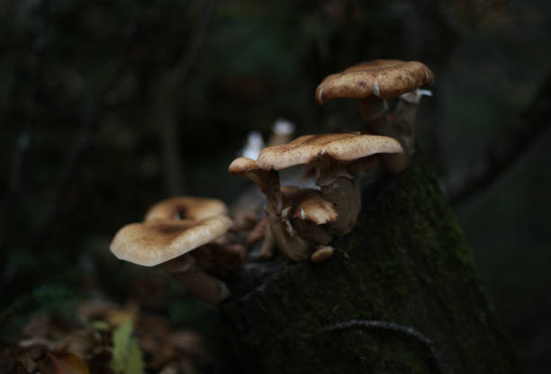 istock Large Canadian Mushrooms Growing on A Tree Trunk in A Dense Forest 2199640384