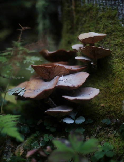 Shot of large Canadian mushrooms growing on a tree trunk in a dense forest. Taken in Quebec, Canada, during the day.